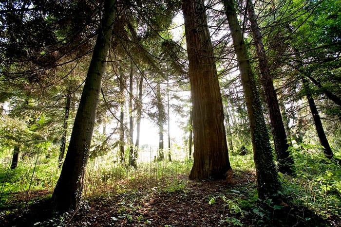 Reiki Gaia, Toprak Ana