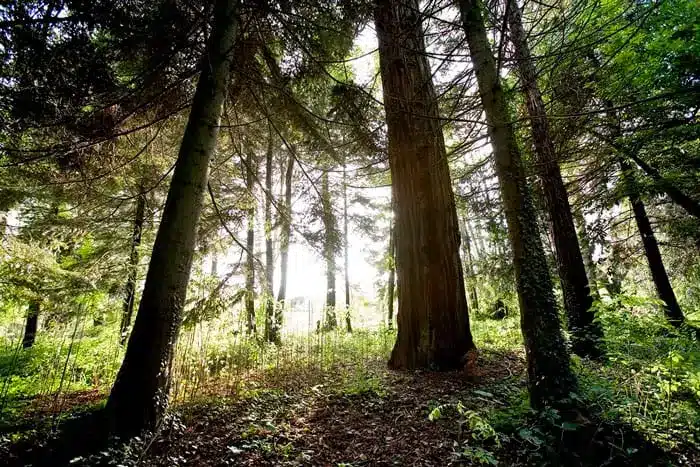 Luz del sol entre los árboles del bosque, la energía sanadora de la naturaleza.
