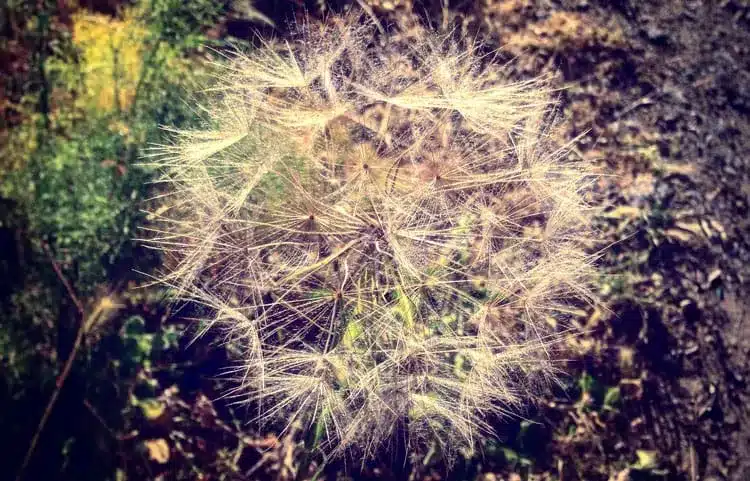 A dandelion seed head lit from behind, showing its natural geometry.