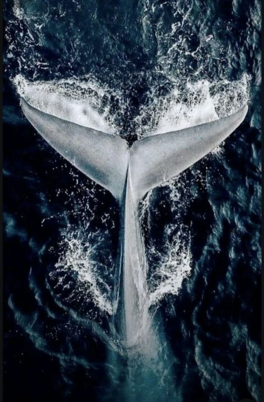 The tail of a whale diving into the deep blue sea, seen from above.